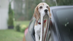 peugeot 208 GTI dog 4