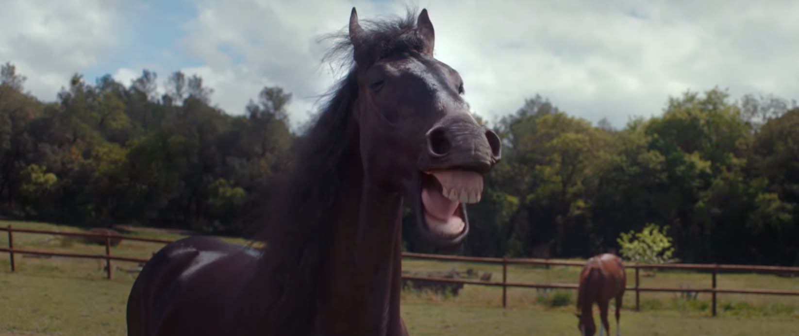 Volkswagen Tiguan- Trailer Assist - Les chevaux rieurs - Packshotmag
