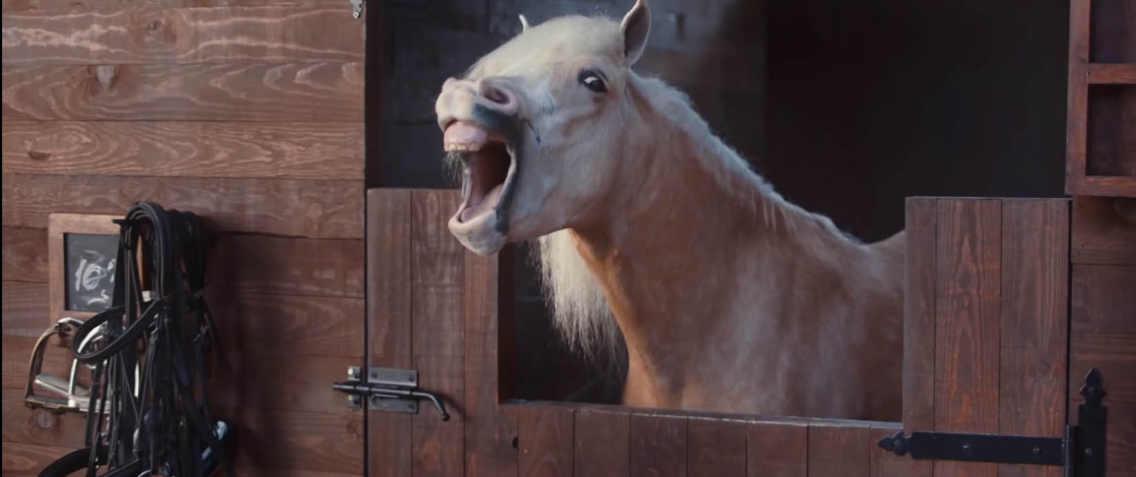 Volkswagen Tiguan- Trailer Assist - Les chevaux rieurs - Packshotmag