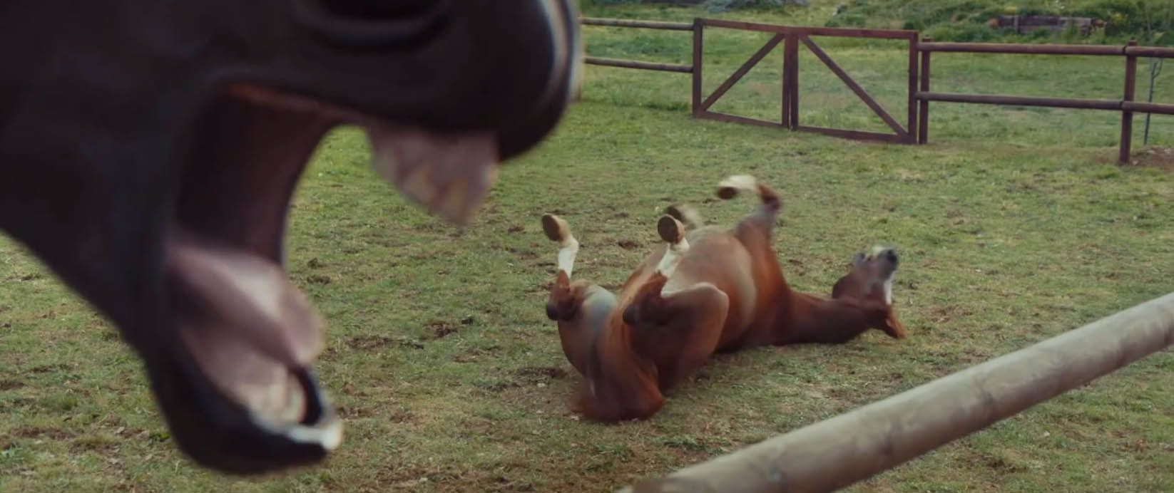 Volkswagen Tiguan- Trailer Assist - Les chevaux rieurs - Packshotmag